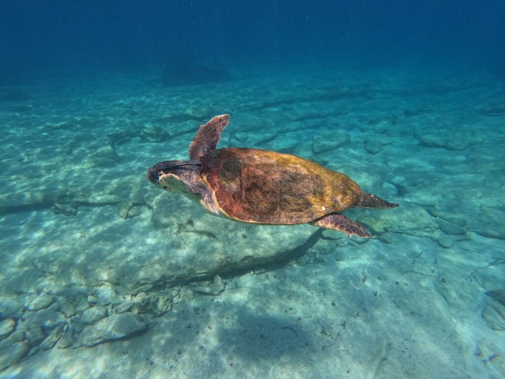 GOPR0088_1751047551280